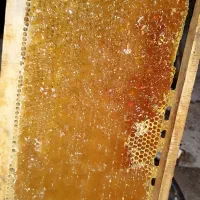 عسل طبیعی