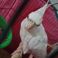 عروس هلندی آلبینو|پرنده|بندر انزلی, صابرحنان|دیوار