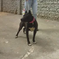 واگذاری فروری پیتبول