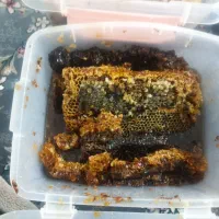 عسل طبیعی کوهستان|خوردنی و آشامیدنی|جوانرود, |دیوار