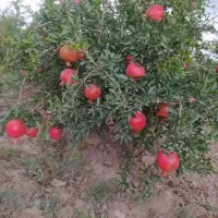 باغ انار اجاره در روستای قردین|اجارهٔ کوتاه‌مدت ویلا و باغ|ساوه, |دیوار