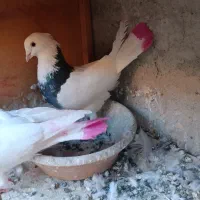 کفتر طوقی|پرنده|شهریار, شهرک بهاران (ویره)|دیوار