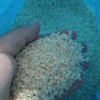 چلتوک تیلکی عقیلی خشک شده|خوردنی و آشامیدنی|گتوند, |دیوار