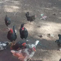 خروس گلین جوان همه جوجه امسال|حیوانات مزرعه|شاهینشهر, خانه کارگر|دیوار