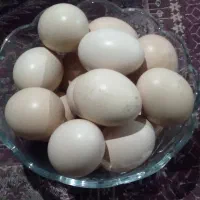 تخم مرغ تازه نطفه دارفروشی