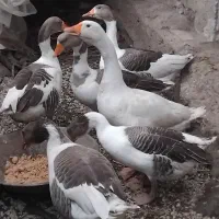 تخم غاز محلی نطفه دار وغاز محلی|حیوانات مزرعه|لیسار, |دیوار