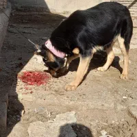 سگ میکس ژرمن دوبرمن