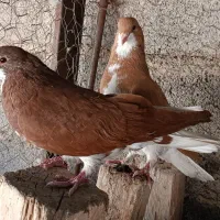 پرنده       کفتر|پرنده|کازرون, |دیوار