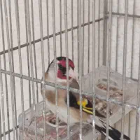 سهره نر بخون