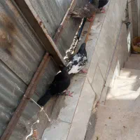 کفتر|پرنده|مشهد, شهرک شهید باهنر|دیوار
