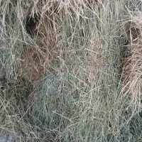 علف و. یونجه