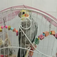 عروس هلندی نر و ماده|پرنده|ملایر, |دیوار