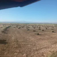 یونجه علوفه
