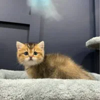 گربه های زیبا و اصیل