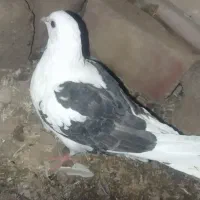 کبوتر دوکت|پرنده|سراوان, |دیوار