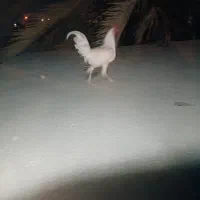 خروس