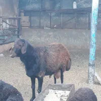 قوچ