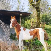 کره مادیان یکسال ابلغ و مادیان 5سال مشکی