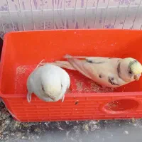 سه جفت مرغ.عشق اسپانگل|پرنده|شیروان (خراسان), |دیوار