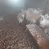 فروش ۴ راس میش ابستن و ۲ راس گوساله نر