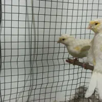 قناری ماده|پرنده|مبارکه, |دیوار