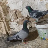 یک جفت سبز پلاکی مسافتی ذات دار