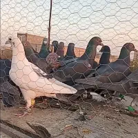 کف زربه