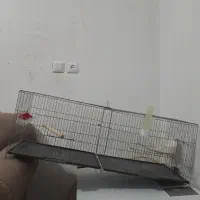 مرغ گلین لری اصیل وتعدادی قفس|حیوانات مزرعه|پلنگ آباد, |دیوار