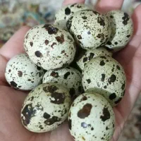 تخم بلدرچین و تخم مرغ