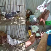 کبوتر کفتر|پرنده|آبسرد, |دیوار