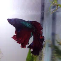 فایتر هافمون