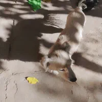 سگ پاکوتاه بدون شناسنامه