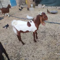 دو عدد کهره نر|حیوانات مزرعه|امیدیه, |دیوار