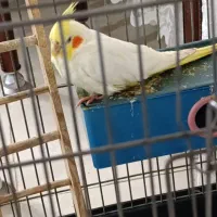 عروس هلندی فروشی