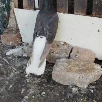 کورک دم سفید گرفته