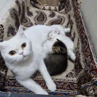 فروش ۲تا بریتیش