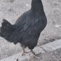 مرغ و خروس سرحال