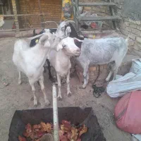 بز آبستن و چپیش|حیوانات مزرعه|زارچ, |دیوار