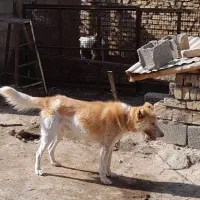 یک‌غلاده‌سگ‌خیلی‌هار