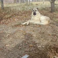 اصیل سرابی ۱۲ ماهه مخصوص گله