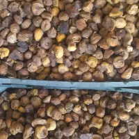 کشته انجیر|حراج|بجنورد, |دیوار