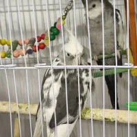 عروس هلندی لایت فیس جفت