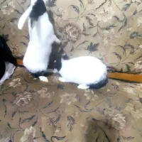 خرگوش نر دو عدد|موش و خرگوش|سبزوار, چهارراه فرودگاه|دیوار