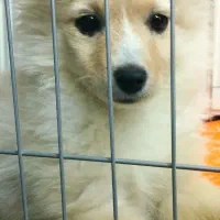 پامرا خوشگل و بازیگوش