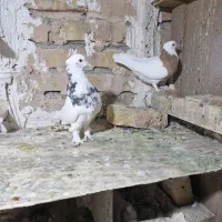 دوجفت کفتر نروماده بشرط تخم جوجه|پرنده|شیراز, کوشک میدان|دیوار