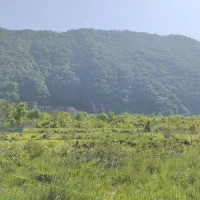 فروش زمین مسکونی|فروش زمین و ملک کلنگی|رامسر, |دیوار