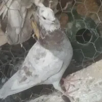 کبوتر