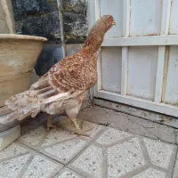 مرغ لاری ،رنگ خاص ،وارداتی از عراق|حیوانات مزرعه|تهران, امیر بهادر|دیوار