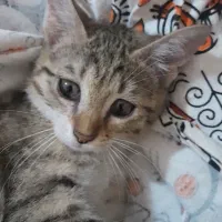 بچه گربه واگذاری