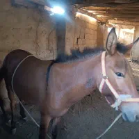 قاطر